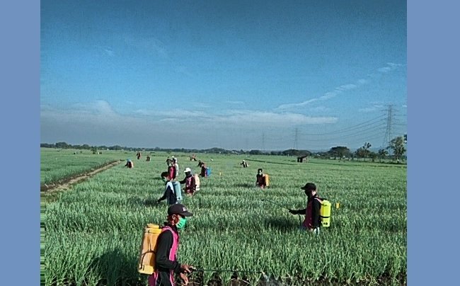 Ini Program Jangka Panjang Kementan Untuk 4 Tahun Ke Depan