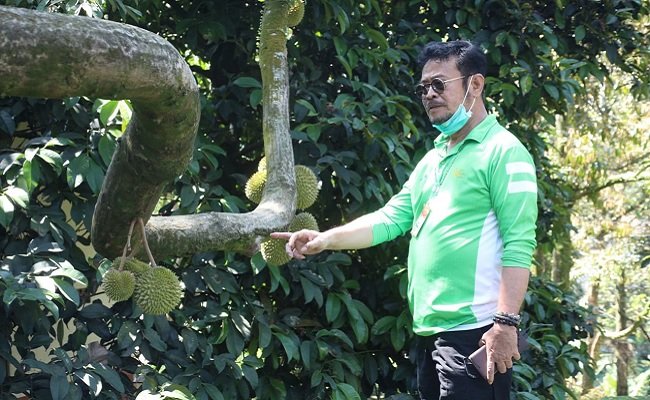 Produksi Durian Nasional Menggeliat, Indonesia Bisa Menjadi Pemain Utama