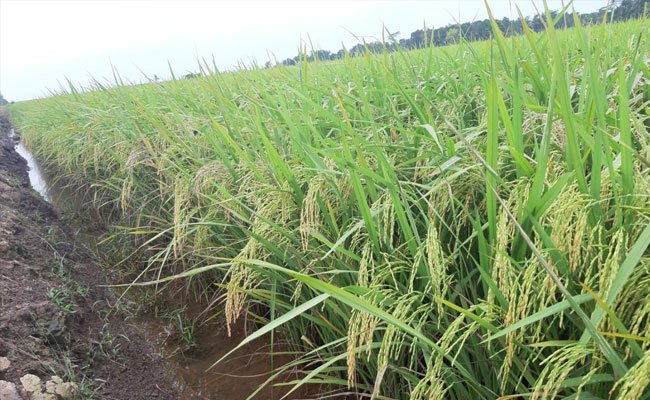 To Overcome Stunting, Ministry of Agriculture Planted 50.000 Ha Inpari IR Nutri Zinc