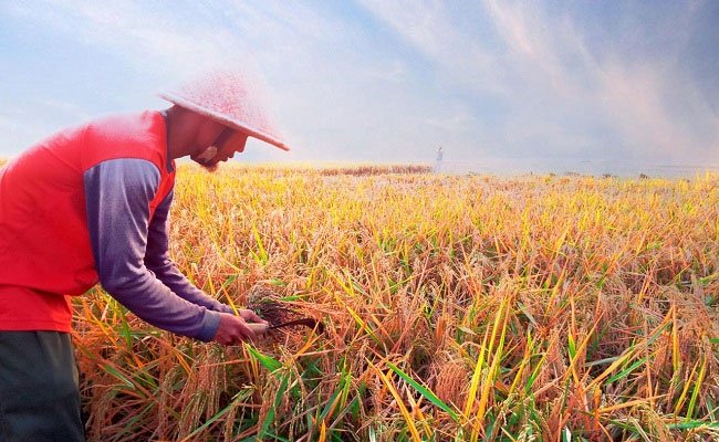 Upaya Raih Akreditasi KAN, Kementan Rutin Fasilitasi Daerah Untuk Jamin Mutu Benih