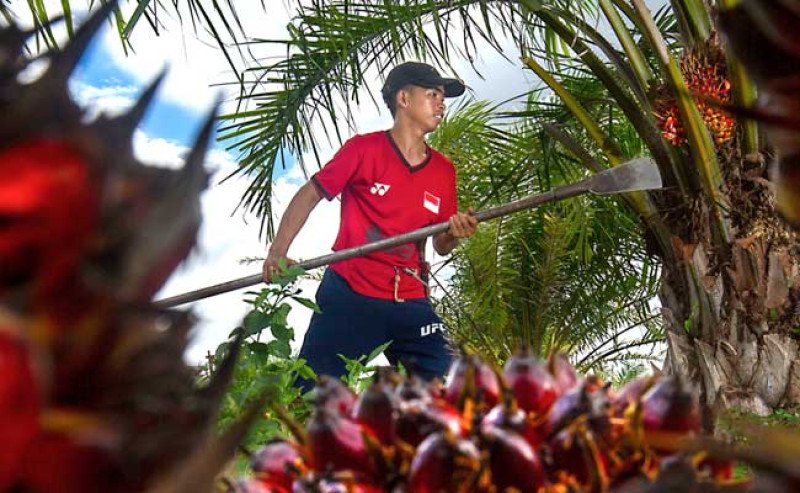 Harga TBS Sawit Swadaya Riau Nyaris Tak Bergerak di Periode 29 Oktober – 4 November 2025