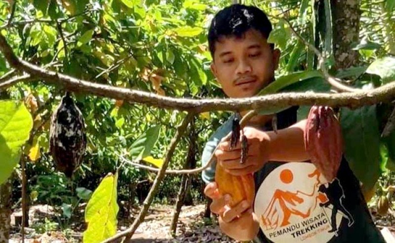 Petani Kakao Lombok Timur Andalkan Agrowisata di Tengah Harga Anjlok