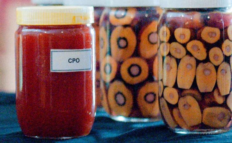 Harga CPO KPBN Inacom Masih Turun, Bursa Malaysia Derivatif (BMD) Melemah Empat Pekan Beruntun Pada Jumat (7/11)