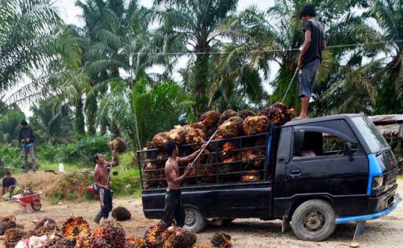 Harga Sawit Kalbar Periode I November 2025 Stabil, Tembus IDR 3.358 per Kg