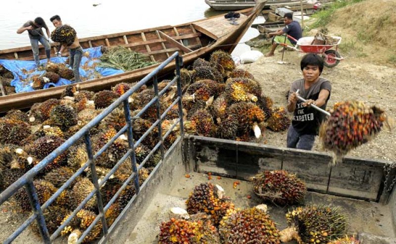 Harga TBS Sawit Kaltim Akhir Oktober Turun Tipis, Tertinggi IDR 3.364,82 per Kg