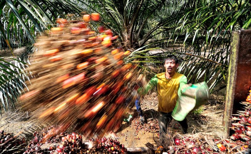 Harga TBS Sawit Sumsel Periode I-November 2025 Turun Menjadi Rp 3.554,54 per kg