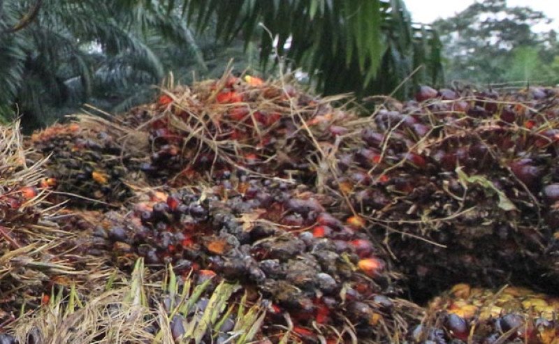 Harga TBS Plasma Riau Turun Tipis di Periode 19–25 November 2025