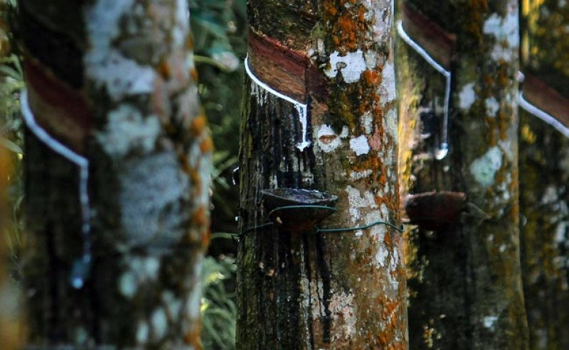 Harga Karet SGX Sicom Kembali Melemah pada Kamis (20/11), Tertinggi Sentuh Rp 28.768 Per Kg