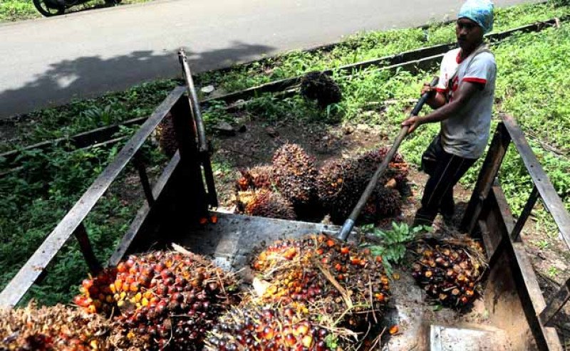 Update Sawit Jambi: Harga TBS Sentuh Rp 3.409/kg di Periode 21–27 November 2025