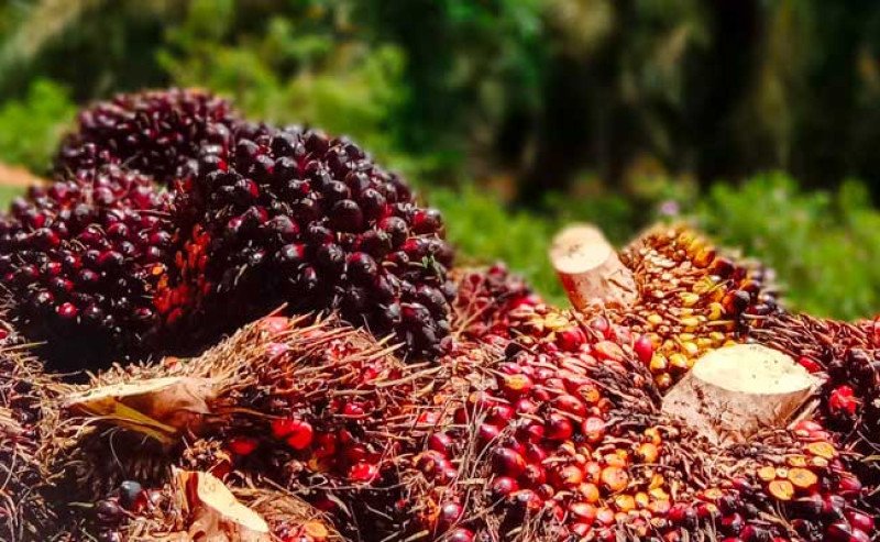 Harga TBS Sawit Kalbar Turun Tipis di Periode III-November 2025