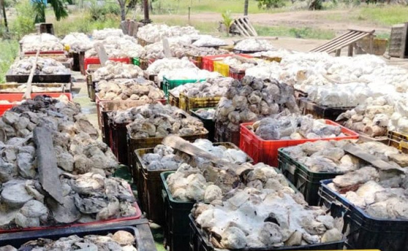 Harga Karet SGX SICOM Melonjak pada Jumat (28/11), Tertinggi Rp 29.313 Per Kg