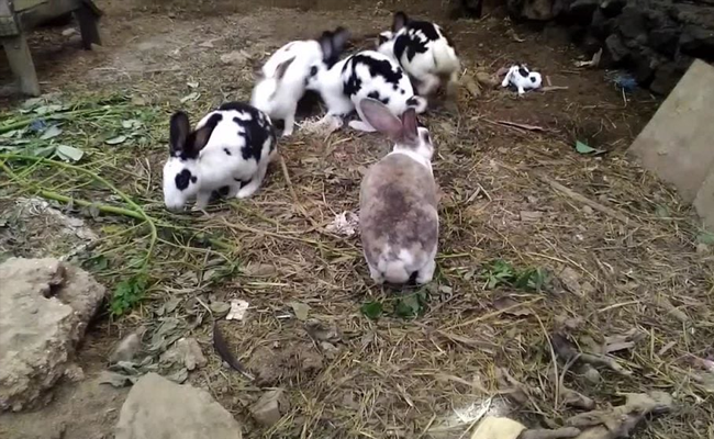 Ekspor Kelinci Hias via Karantina Pertanian Bandara Soetta Meningkat