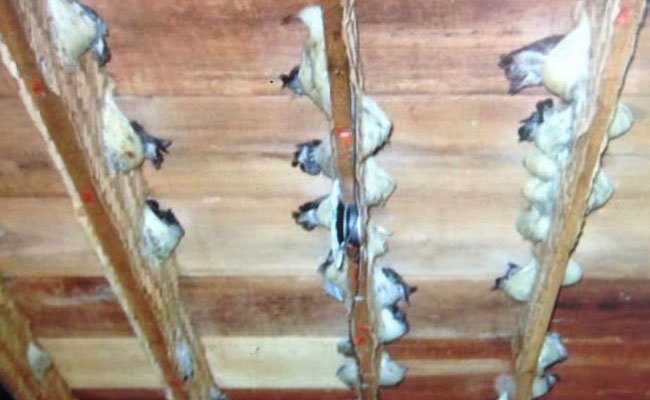 Genjot  Ekspor, Kemendag Hilangkan Perdagangan Ilegal Sarang Burung Walet