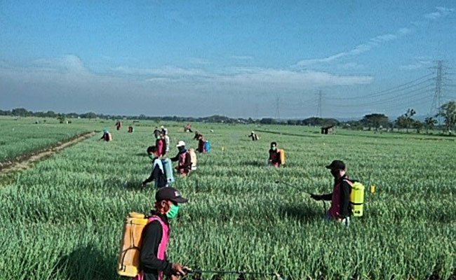 Amankan Produksi Bawang Merah melalui Gerdal OPT