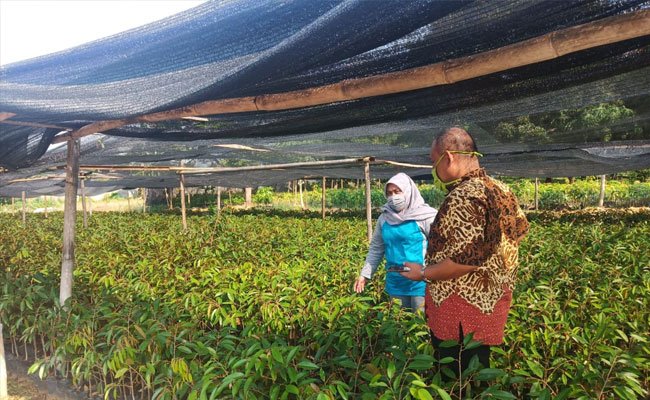 Durian Kromo Banyumas Kini Dibudidayakan di Kalimantan Tengah