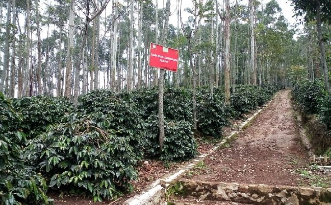 Genjot Produksi Kopi, Kementan Terus Kembangkan Inovasi