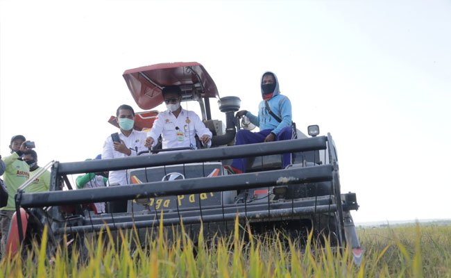 Paddy Harvest in Konawe Selatan, SYL: Be the Heroes of Food