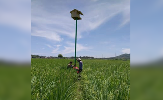 To Control the Rats Should be Naturally, Environmentally Done – Use Less The Chemical