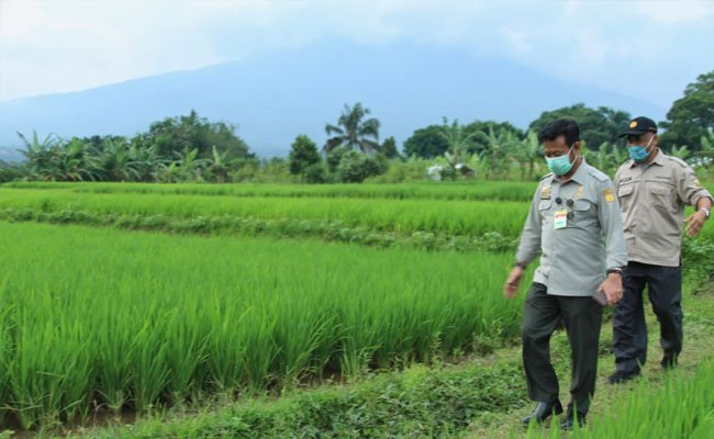 To Increase Paddy Production, Ministry of Agriculture Introduced IP400 and Integrated Farming Concepts