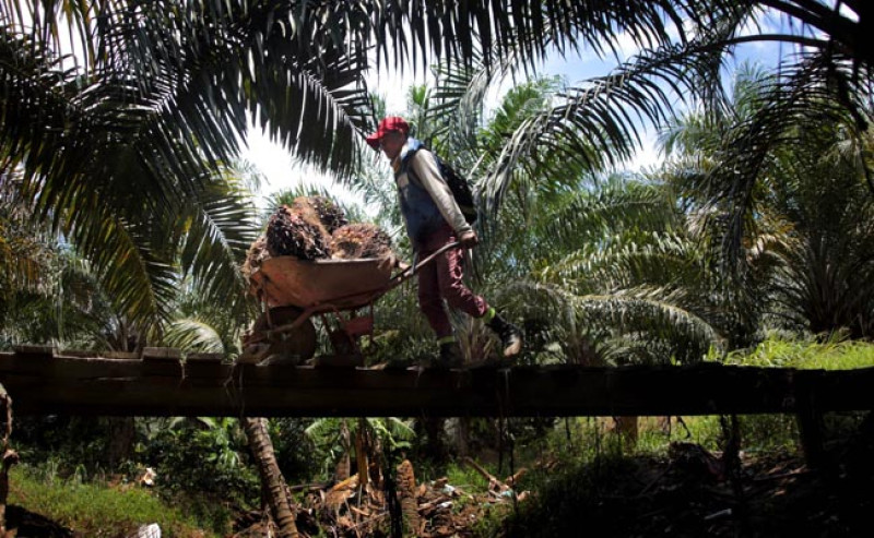 Harga Sawit Swadaya Riau Periode 1–7 Oktober Naik Rp9,93 per Kilogram