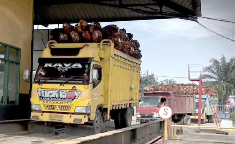 Harga TBS Sawit Sumut Periode 1–7 Oktober 2025, Naik Tipis di Level Rp 3.653 per Kg