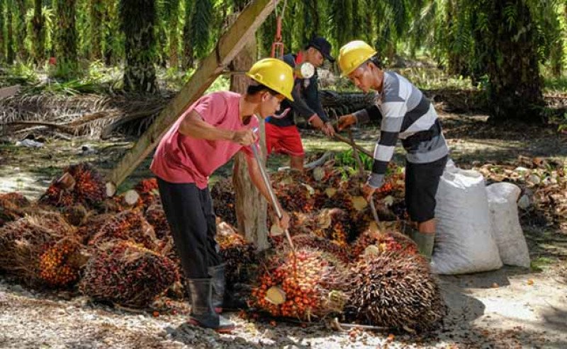 Harga TBS Sawit Plasma Riau Periode 8–14 Oktober 2025 Turun Rp9,81 per Kg