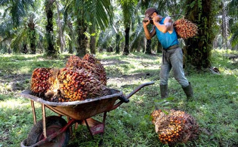 Harga TBS Sawit Swadaya Riau 2025 Turun Tipis di Periode 8–14 Oktober