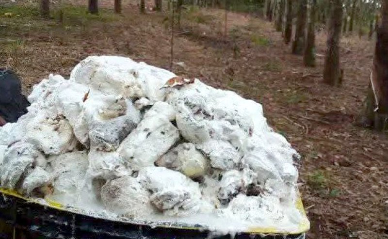 Harga Karet SGX SICOM Naik ke Rp28.403 pada Kamis (16/10), Didorong Penguatan di Pasar Global