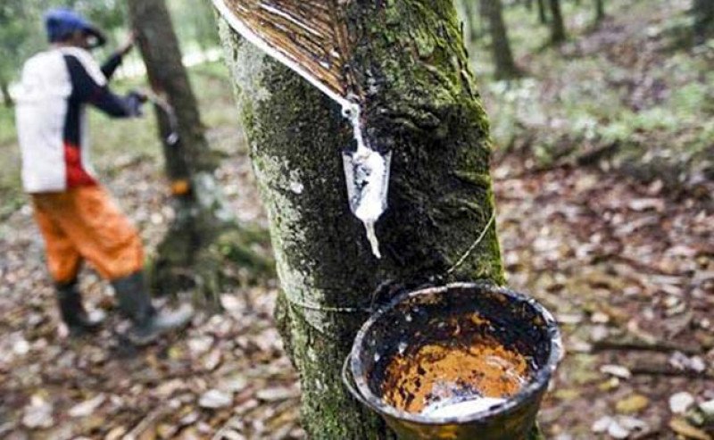 Harga Karet SGX SICOM Selasa (21/10) Turun Lagi, Tertinggi Rp 28.070 Per Kg