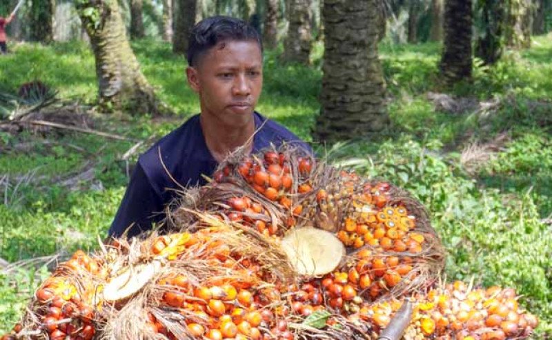 Harga TBS Sawit Kalimantan Barat Naik Rp 14,82 Per Kg di Periode II-Oktober 2025