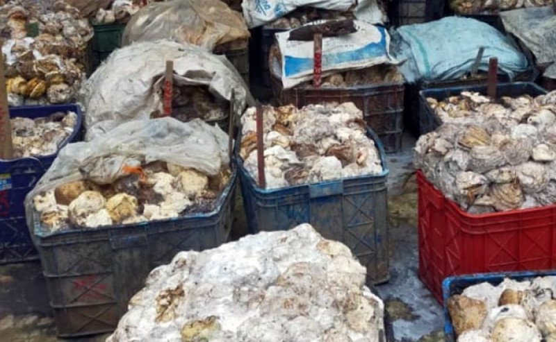 Harga Karet SGX SICOM Senin (27/10), Naik Tipis ke Rp28.825 per Kg