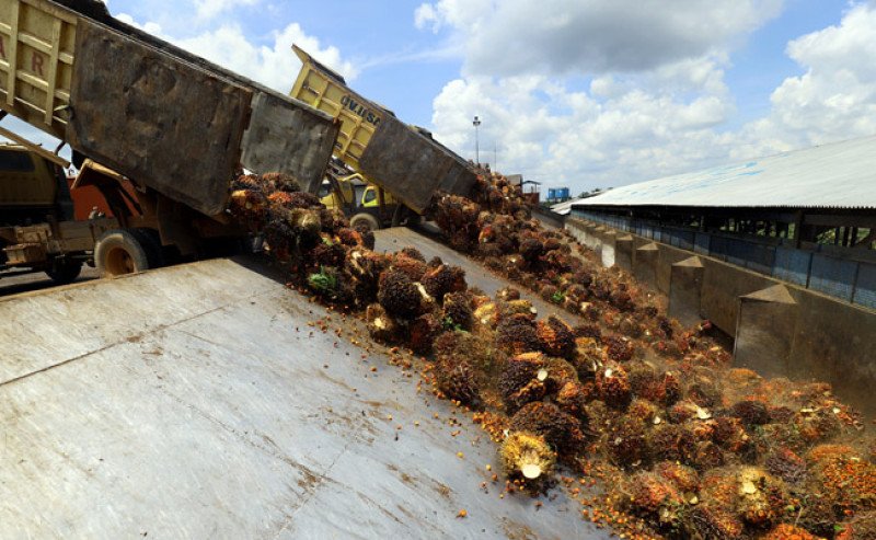 Harga TBS Sawit Kalbar Periode III-Oktober 2025 Tertinggi Rp 3.479,60 per Kg