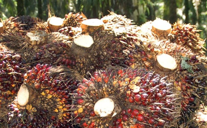 Harga TBS Sawit Sumsel Periode II-Oktober 2025 Capai Rp 3.635,86 per Kg