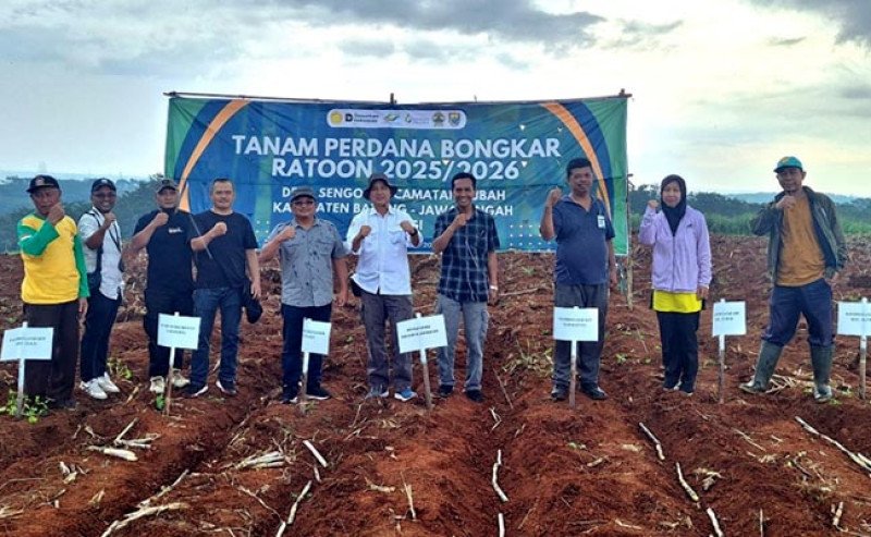 Ditjenbun Kementan dan SGN Tanam Perdana Bongkar Ratoon Tebu di Batang