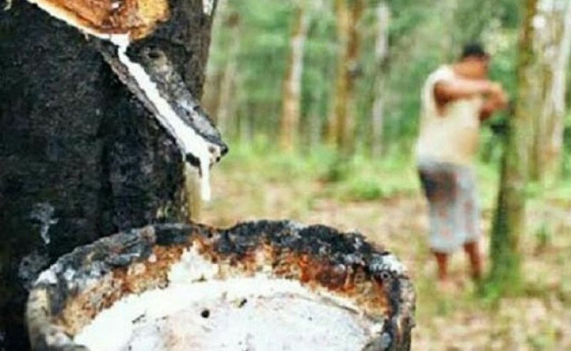 Harga Karet SGX SICOM Turun Tipis Rp76 per Kg pada Rabu (29/10)