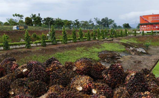 Periode I-September 2019 Harga TBS Sawit Kalbar Naik 103,27/Kg