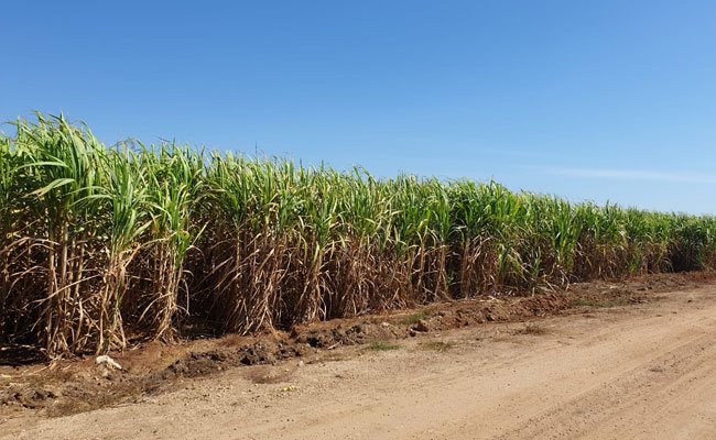 Sistem Pembelian Tebu, Bikin Maju Petani dan  Pabrik Gula