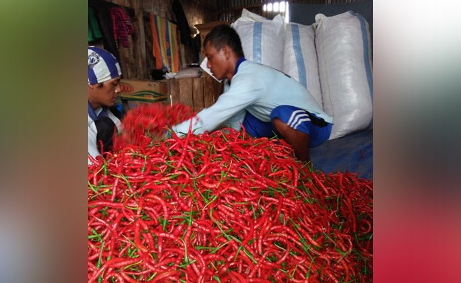 Atasi Anjloknya Harga, Penyuluh Karangploso Olah Cabai Jadi Produk Olahan