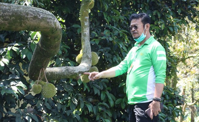 Bersama Kementan, Warso Farm Siap Kembangkan 13 Hektar Lahan Buah Naga dan Durian