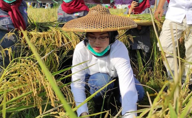 Hari Tani Nasional 2020, Bupati Purwakarta Apresiasi Program Terobosan Kementan