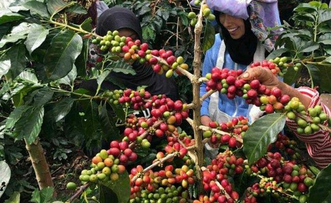 Kemendag Kembangkan Strategi Promosi Kopi Gayo Berbasis Indikasi Geografis