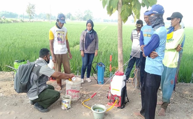 Ministry of Agriculture Secured the Paddy Production from the Borer in Subang