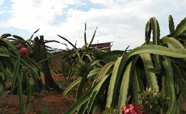 Pandemi, Petani Buah Naga Kutai Kertanegara Kembali Berproduksi