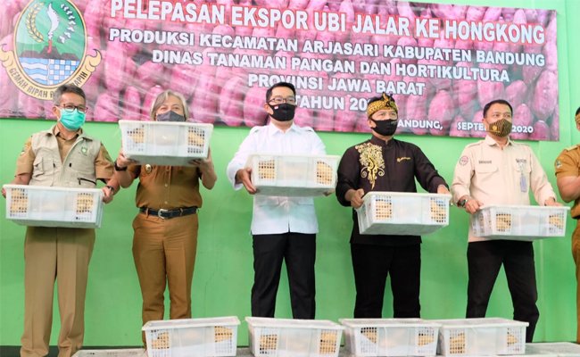 Ridwan Kamil Released 30 tons of Sweet Potato to Hongkong