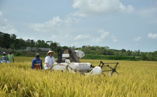 Usai Panen Padi, Bupati Kebumen Pastikan Surplus Beras