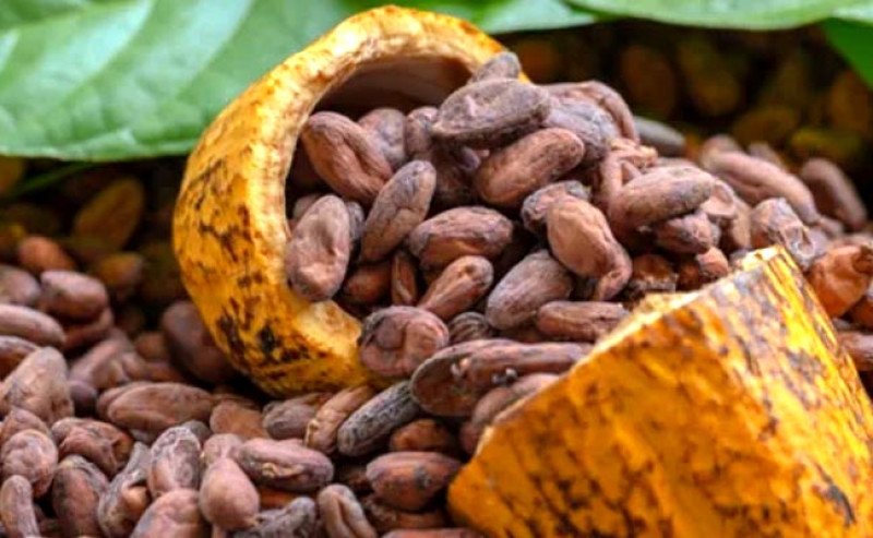 Harga Patokan Ekspor (HPE) Biji Kakao Turun Menjadi USD 7.743/MT, BK Tetap 15 Persen di September 2025