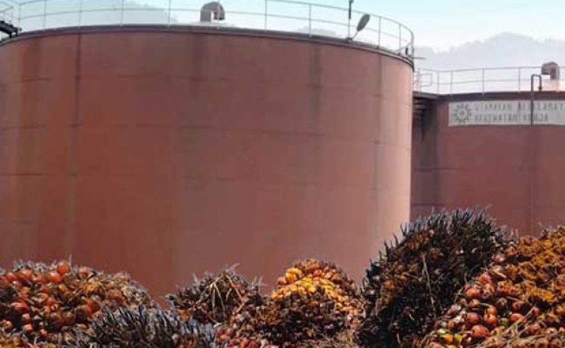 Harga CPO KPBN Inacom Naik Jadi Rp14.650 Per Kg pada Selasa (2/9), Pasar Sawit Menggeliat Lagi