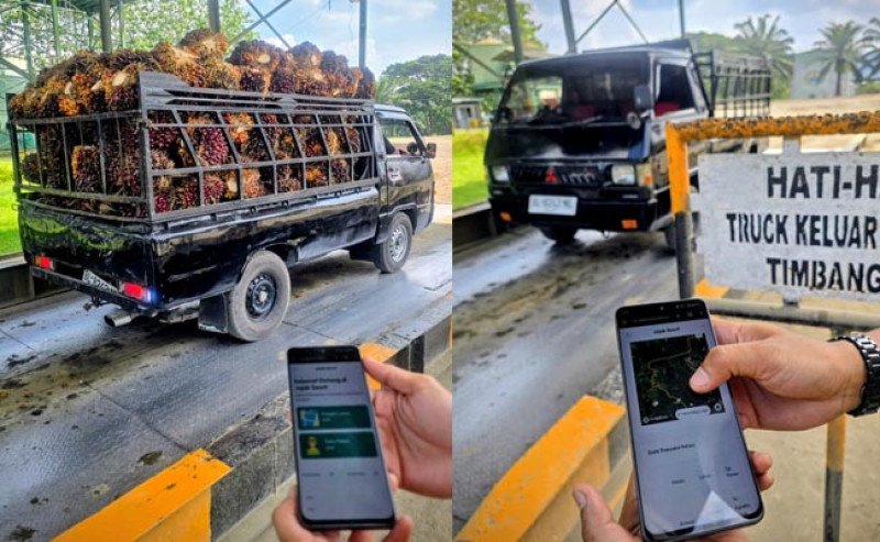 Petani Sawit Swadaya, Kunci yang Sering Terabaikan dalam Rantai Pasok Minyak Sawit Berkelanjutan