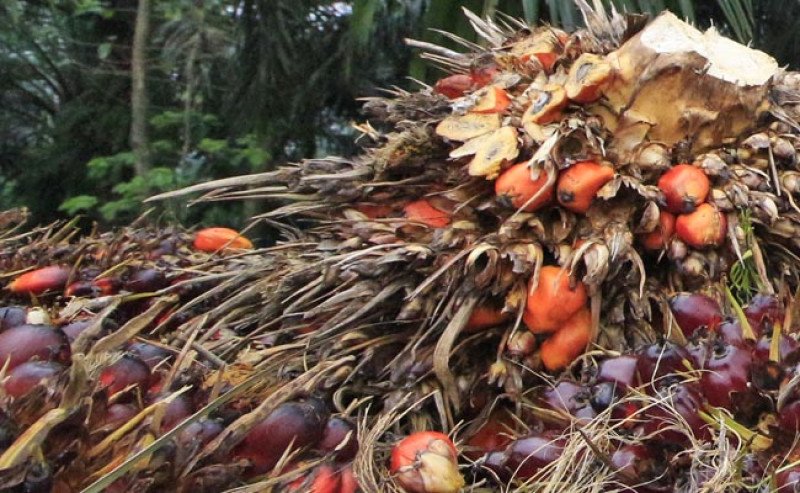 Harga TBS Sawit Kalbar Sentuh Rp3.449,93 Per Kg di Periode IV Agustus 2025