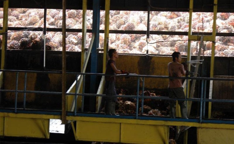 Harga TBS Sawit Sumut Periode 3–9 September 2025 Turun Tipis, Tertinggi Rp3.614,10 Per Kg